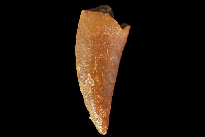 Serrated, Raptor Tooth - Real Dinosaur Tooth #179607